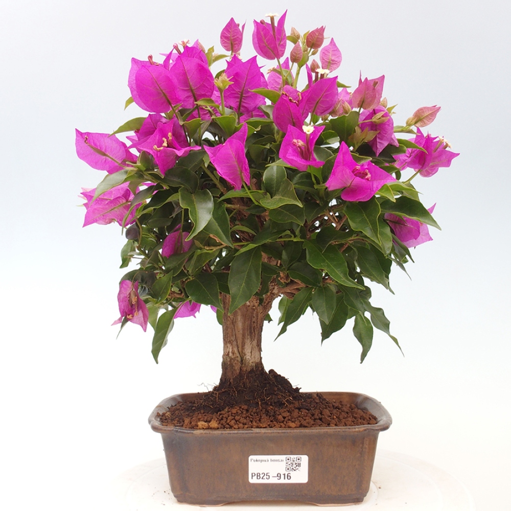 Indoor Bonsai - Bouganwilea
