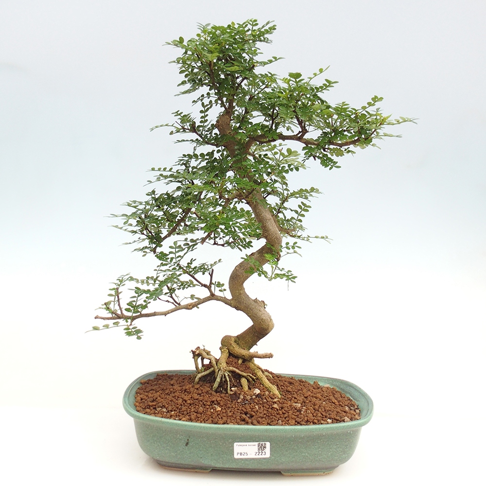 Zimmerbonsai - Zantoxylum piperitum - Pfefferminze