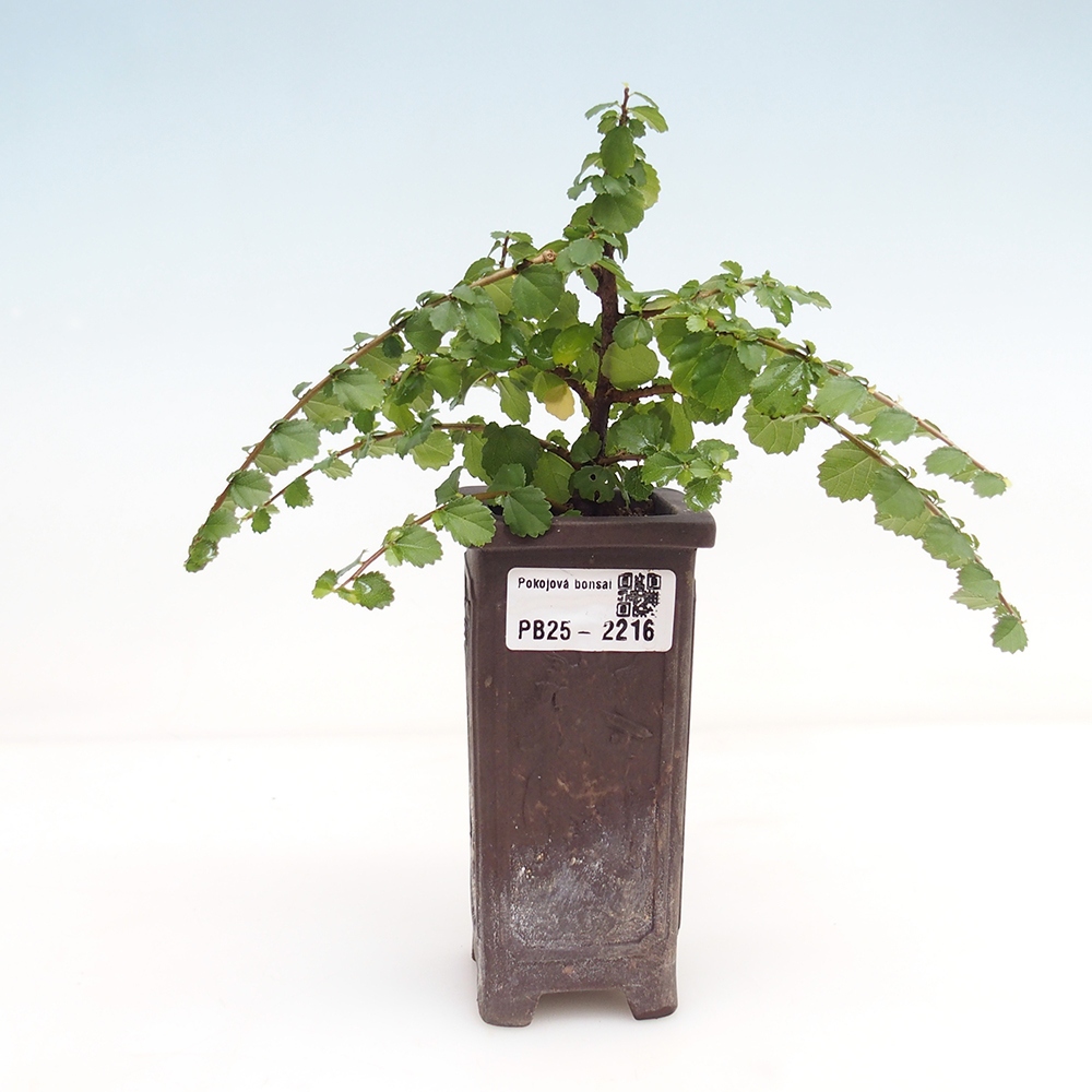 Zimmerbonsai - Grewia sp. - Kleinblättriges Grewie