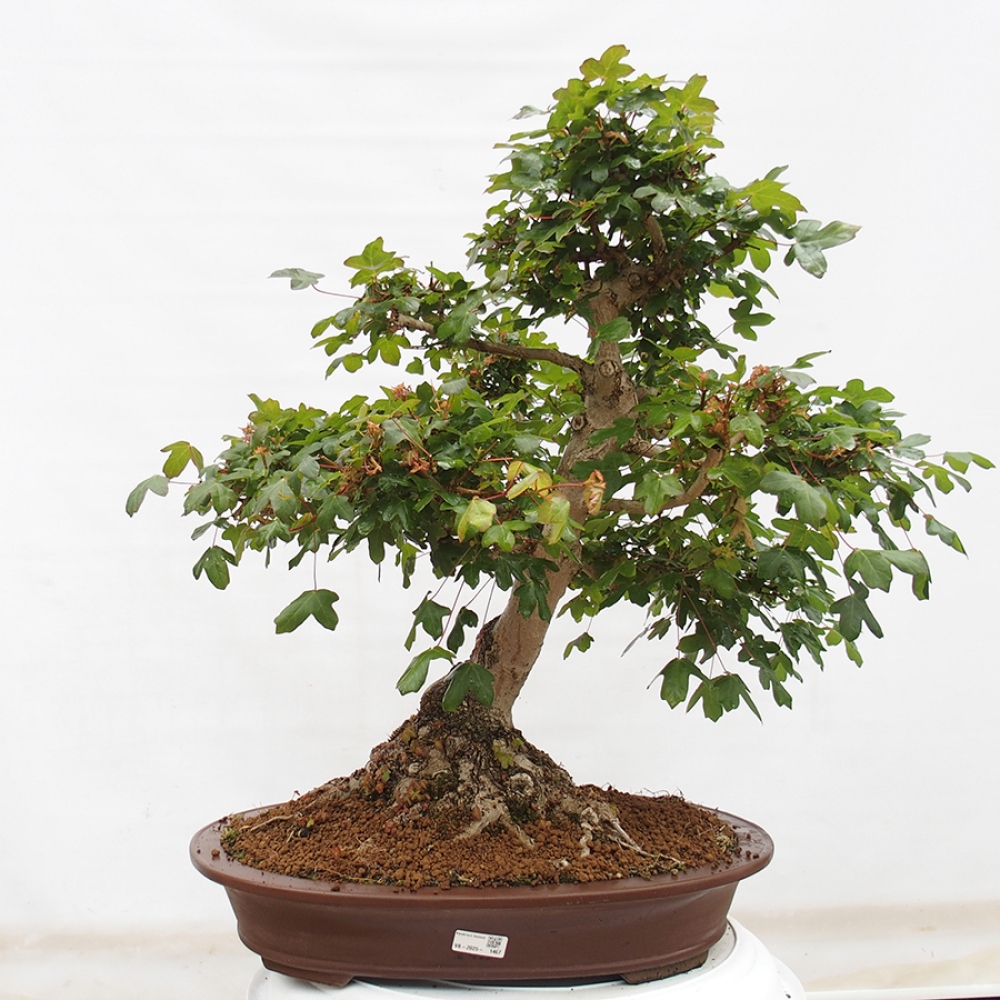 Bonsai im Freien - Französischer Ahorn - Acer Nonspessulanum