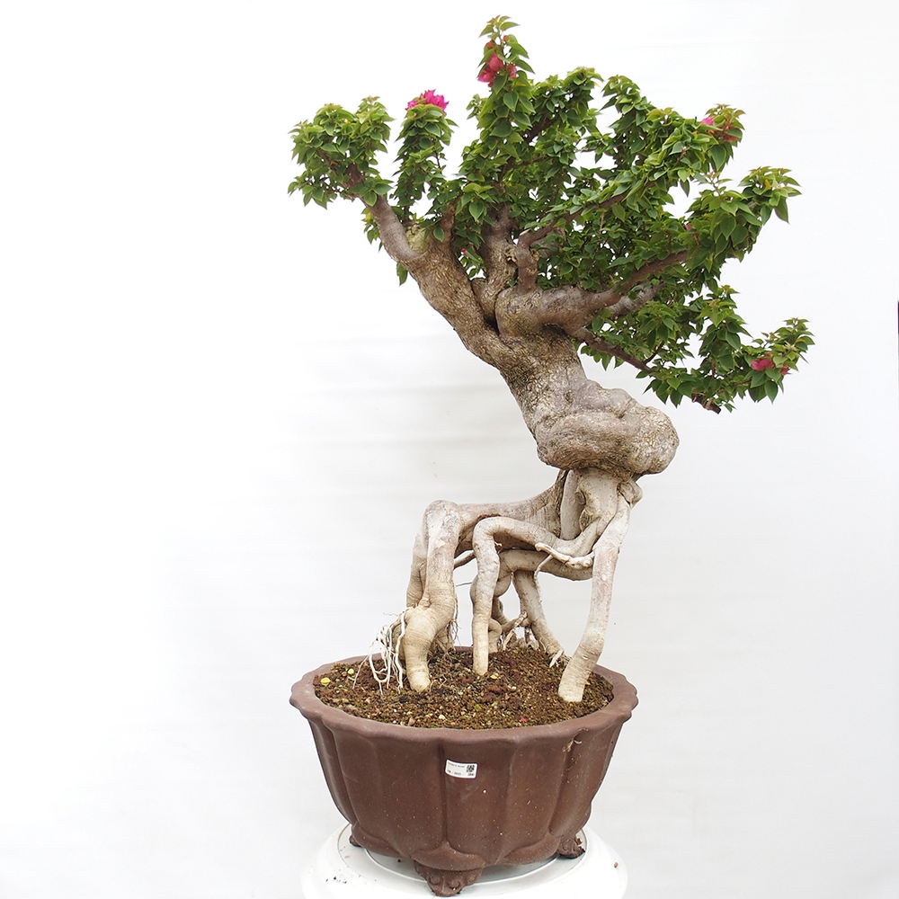 Zimmerbonsai - Bouganwilea
