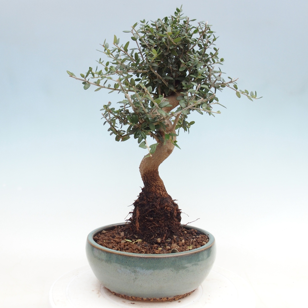 Zimmerbonsai - Olea europaea sylvestris