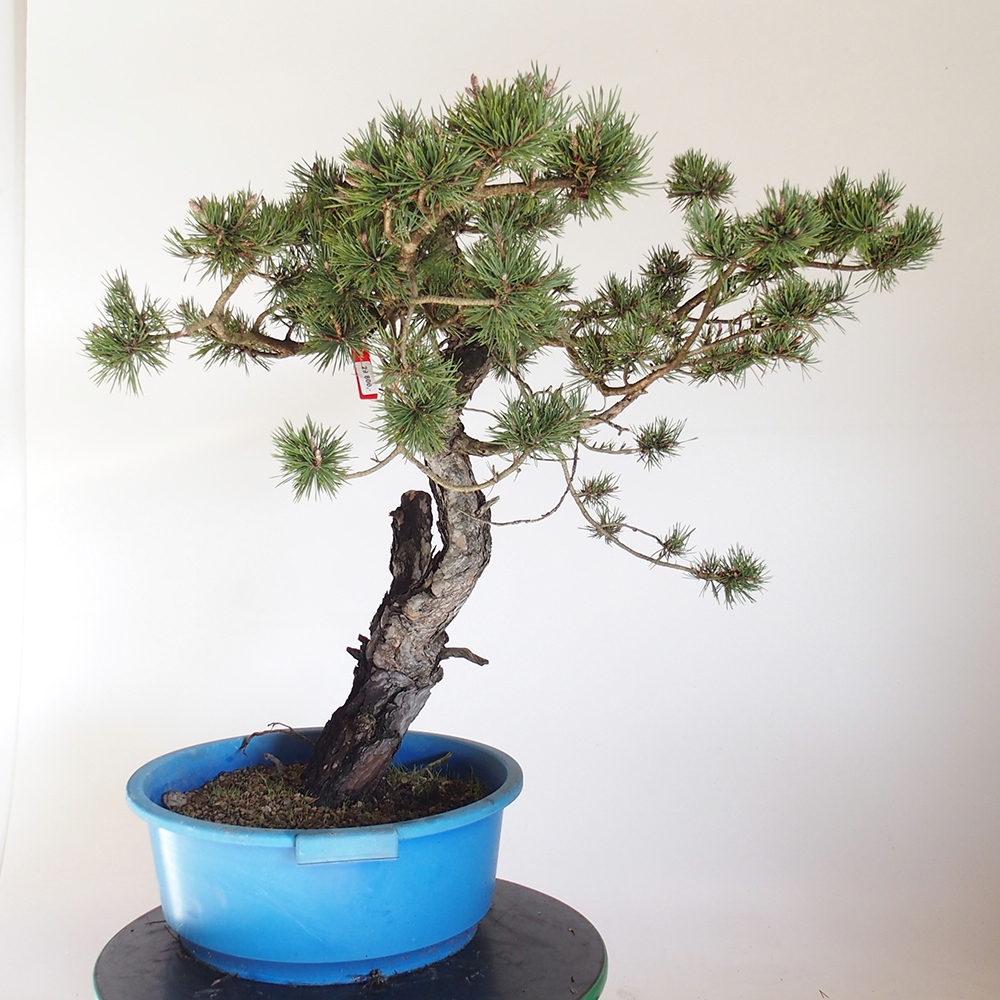 Yamadori - Pinus sylvestris Spanien