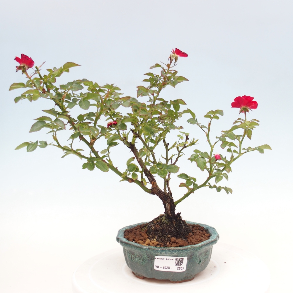 Freilandbonsai - Rosa Kordes -  Rose