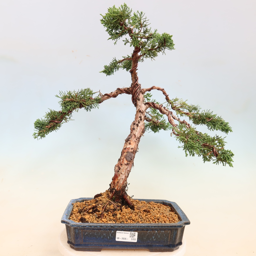 Bonsai für draußen - Juniperus chinensis Kishu