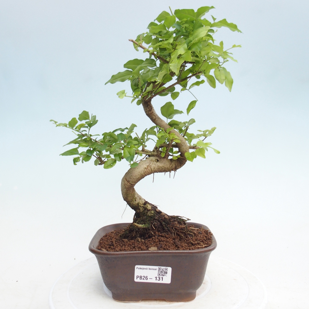Zimmer Bonsai -Ligustrum chinensis - Vogelschnabel