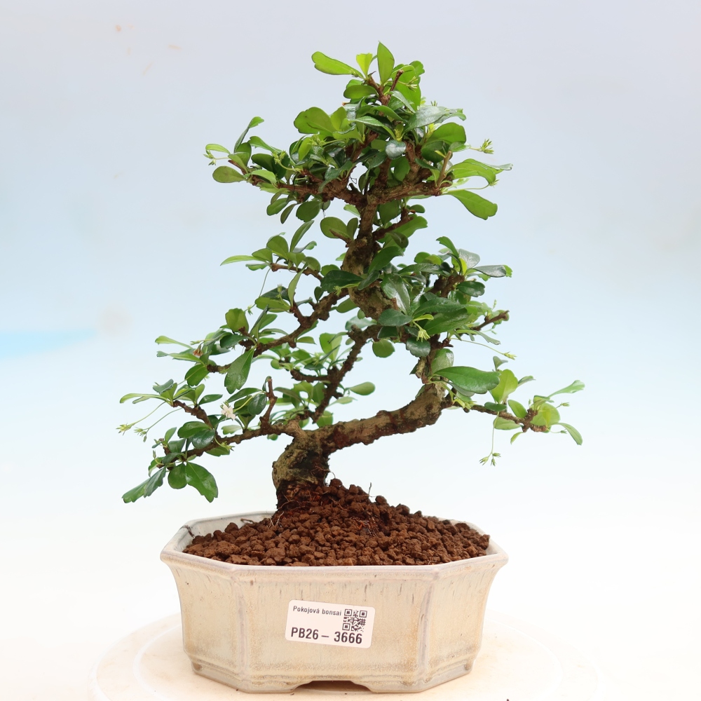 Zimmer-Bonsai - Carmona macrophylla - Tee-Fuki