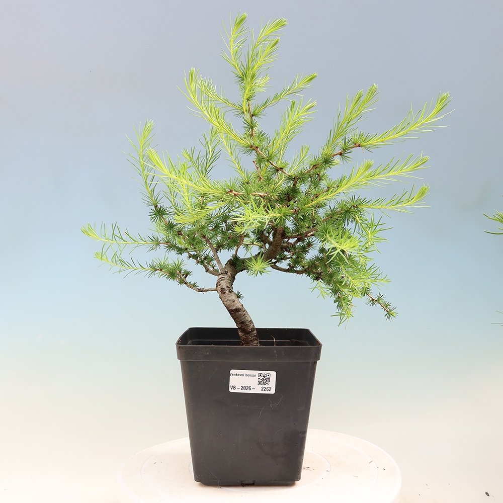 Bonsai für draußen -Larix decidua - Lärche