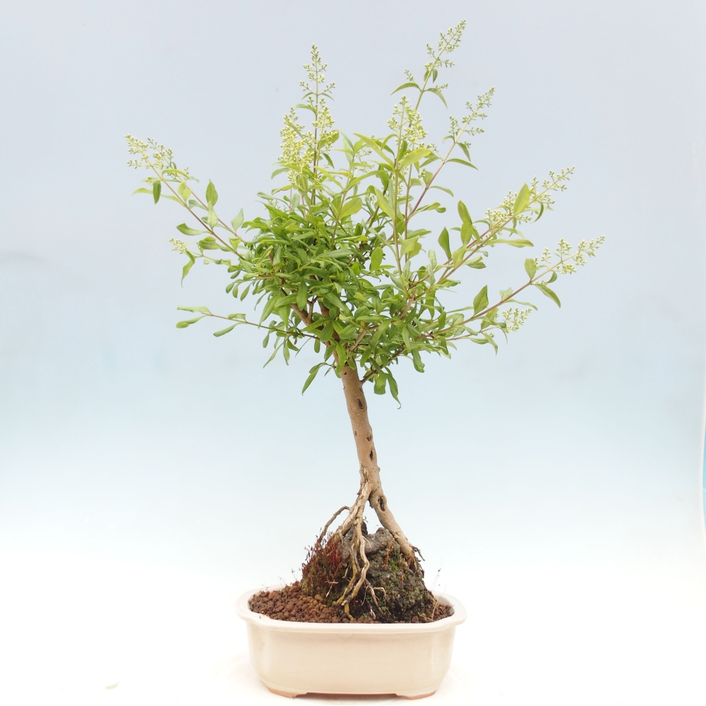 Freilandbonsai - Ligustrum  - Vogelperspektive