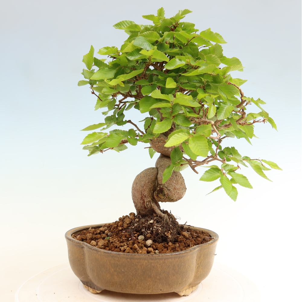 Bonsai für draußen - Karpinus Coreana - Koreanische Hainbuche