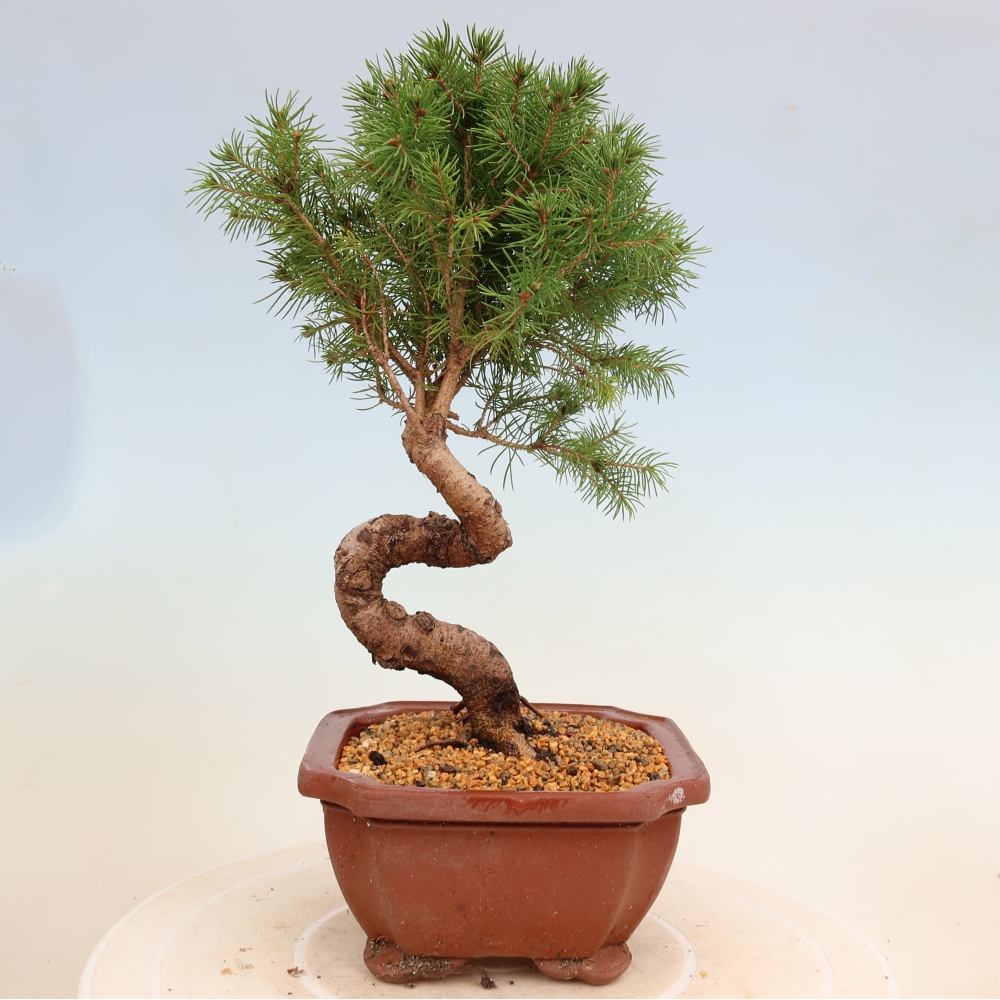 Bonsai für draußen - Fichte - Picea glauca globe