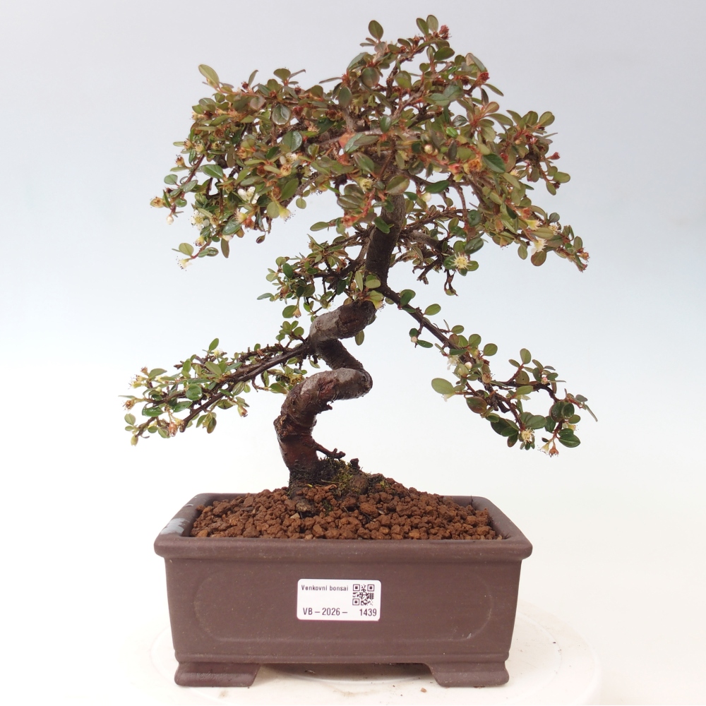 Freiland-Bonsai-Cotoneaster dammeri - Damer's Rock