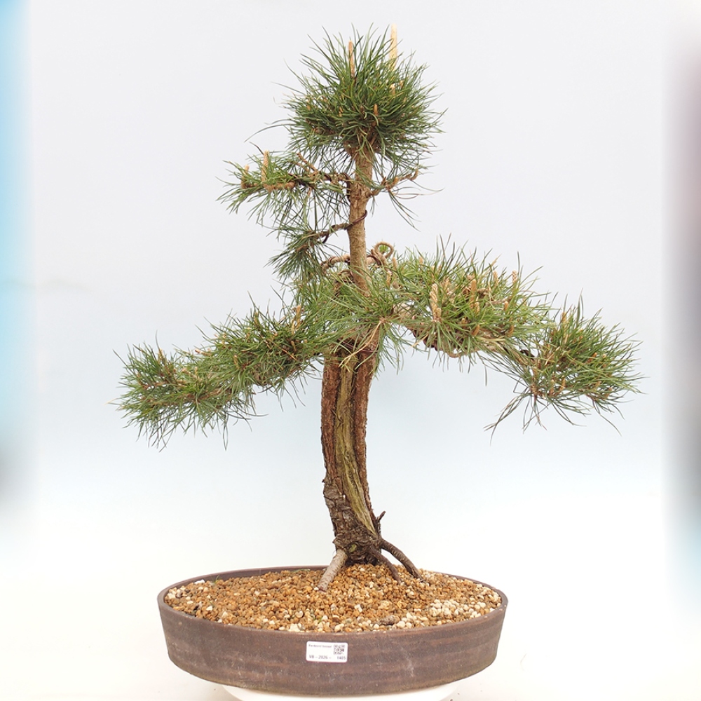 Bonsai für draußen - Pinus thunbergii - Thunberg-Kiefer