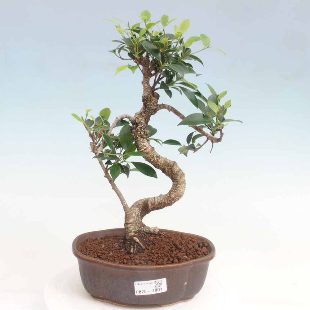 Indoor-Bonsai - Ficus retusa - kleiner Ficus