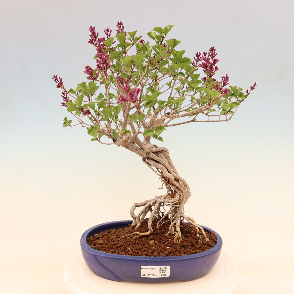 Bonsai für draußen - Syringa microphylla - Kleinblütiger Flieder