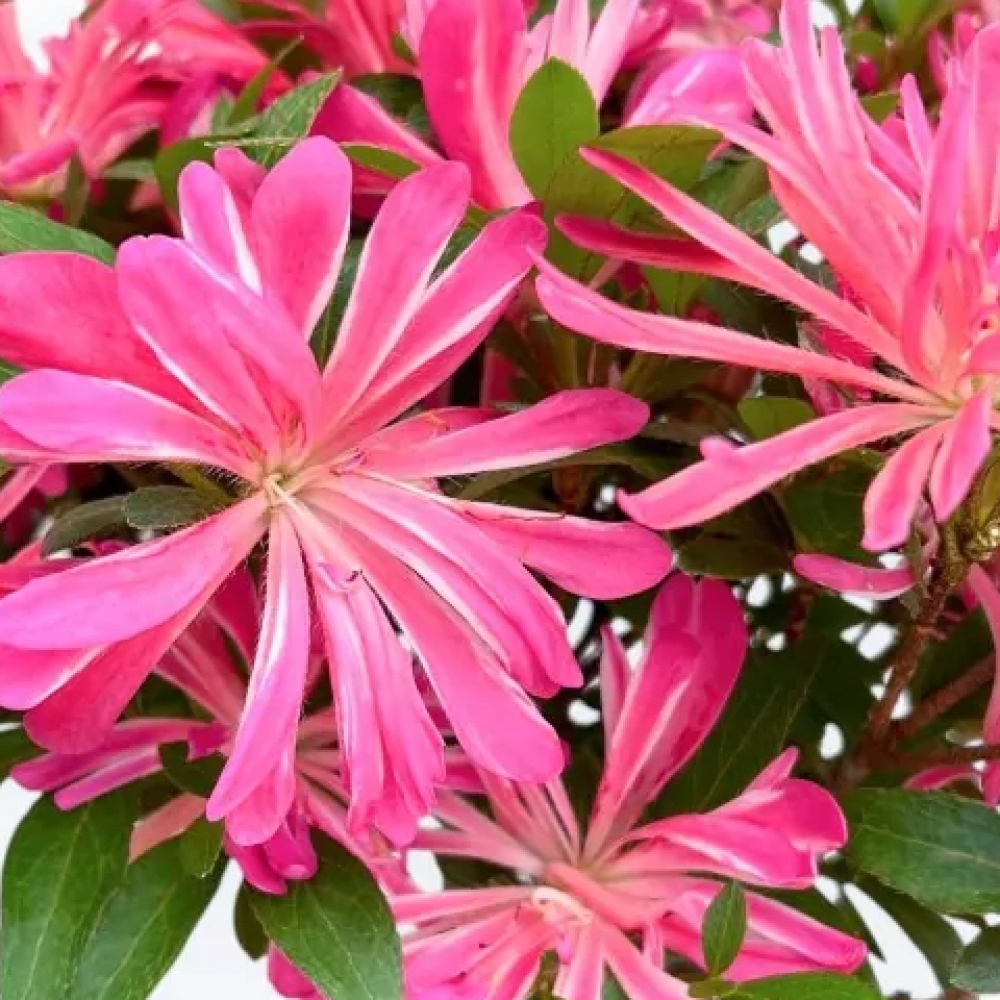 Bonsai für draußen - Japanische Azalee - Azalee HANABIN