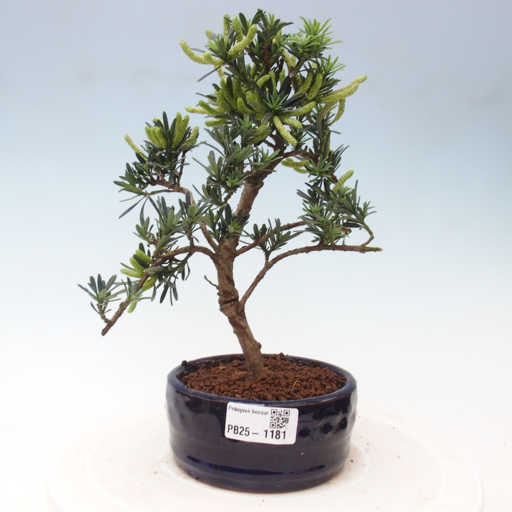 Indoor-Bonsai - Podocarpus - Stein tausend