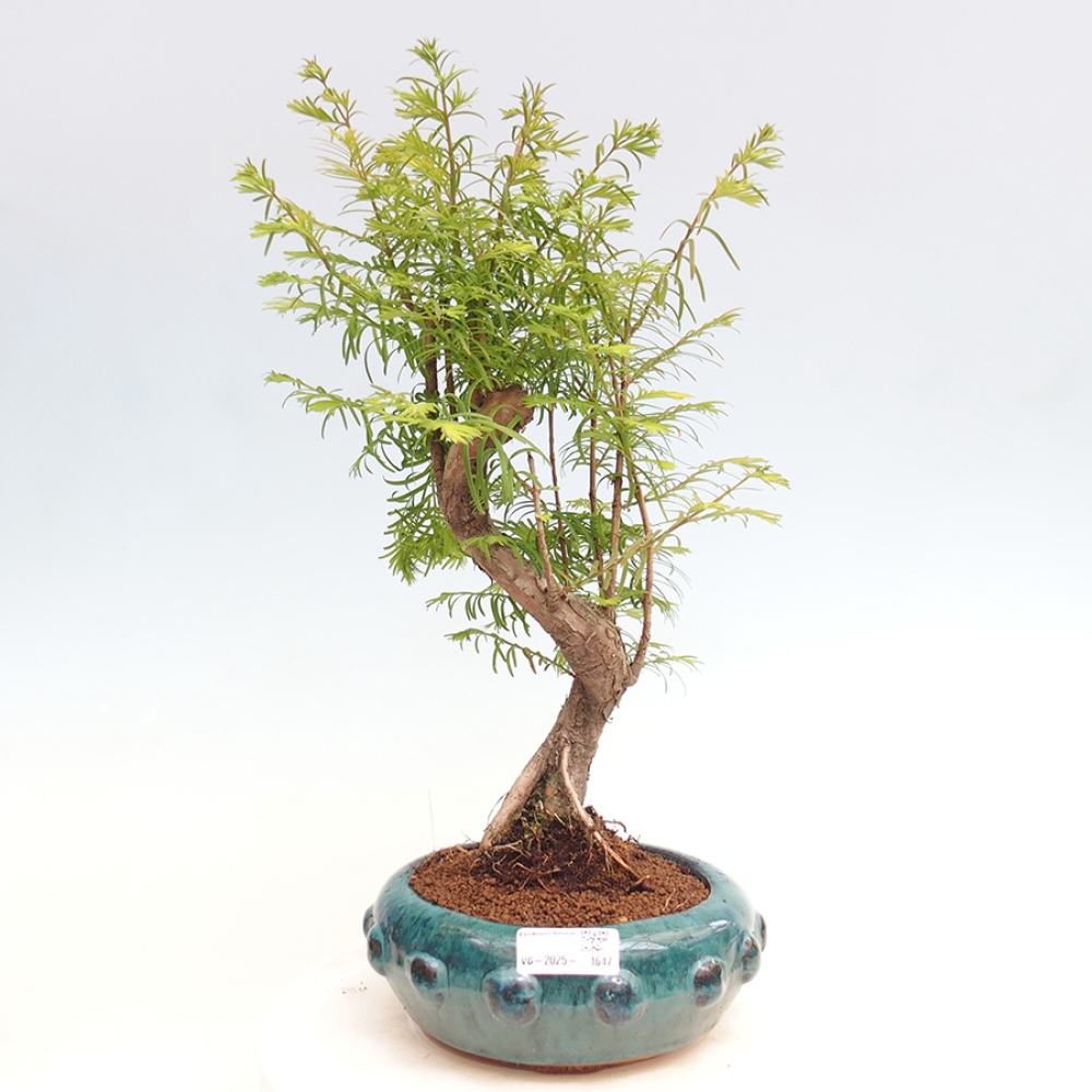 Bonsai im Freien - Metasequoia glyptostroboides - Chinesischer Metasequoia