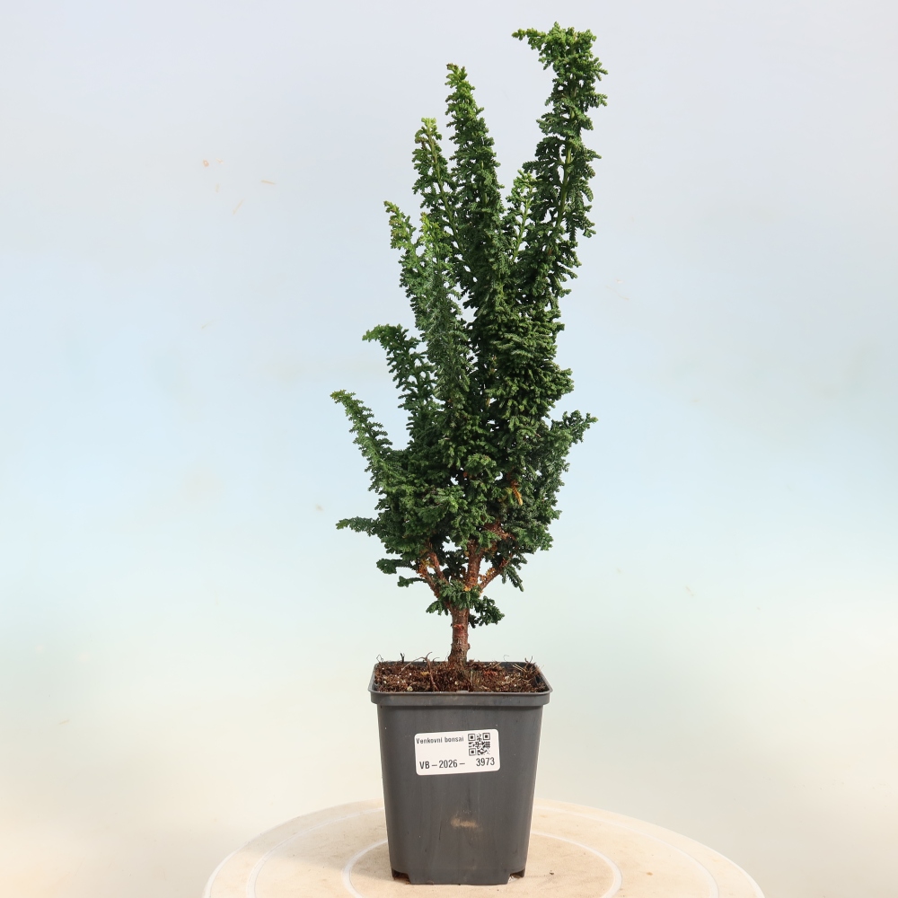 Bonsai für draußen - Cham. obtusa SEKKA HINOKI - Zypresse