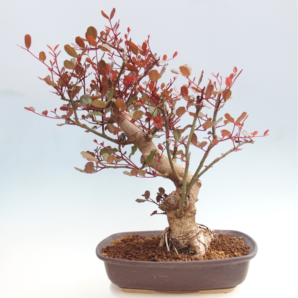 Zimmerbonsai - Rohovnik obecny, svatojansky Brot-Ceratonia sp.