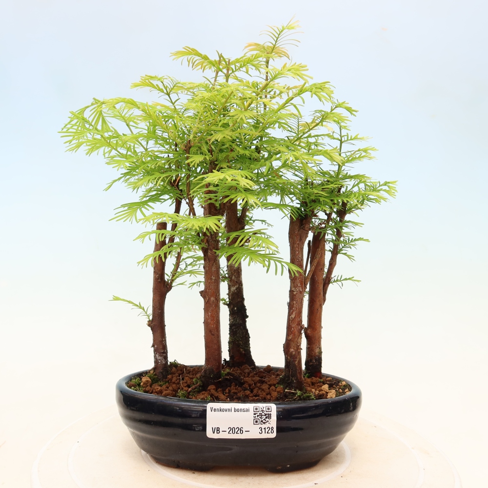 Bonsai für den Außenbereich – Metasequoia glyptostroboides – Chinesische Metasequoia – Wäldchen