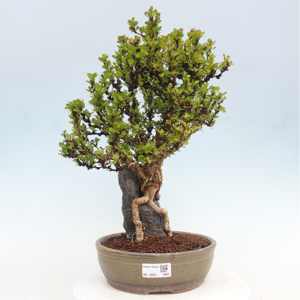 Bonsai für draußen - Berberis coreana