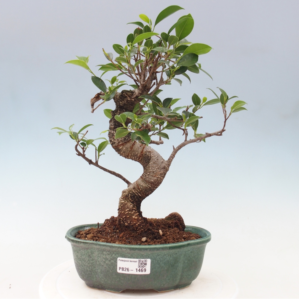 Zimmerbonsai - Ficus retusa - Kleinblättriger Ficus