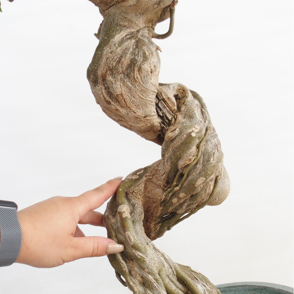 Bonsai im Freien - Ahorn Buergerianum - Burger Maple
