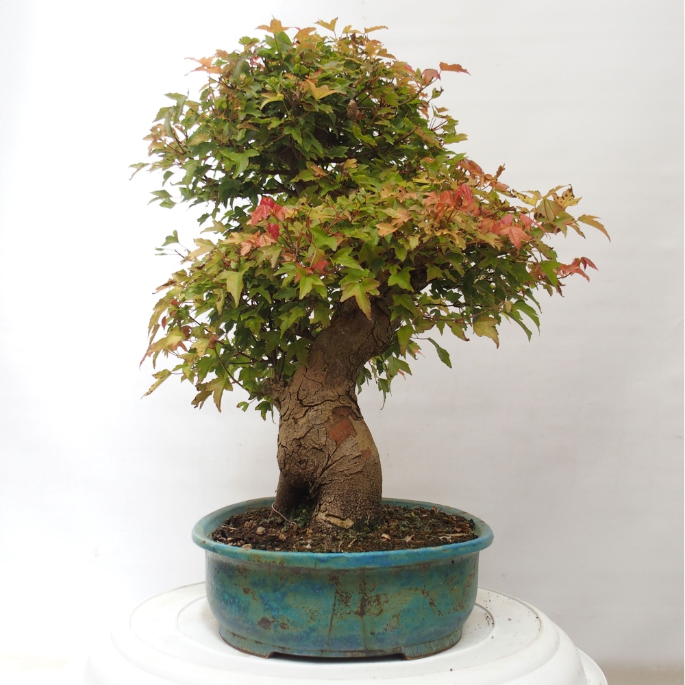 Bonsai im Freien - Ahorn Buergerianum - Burger Maple