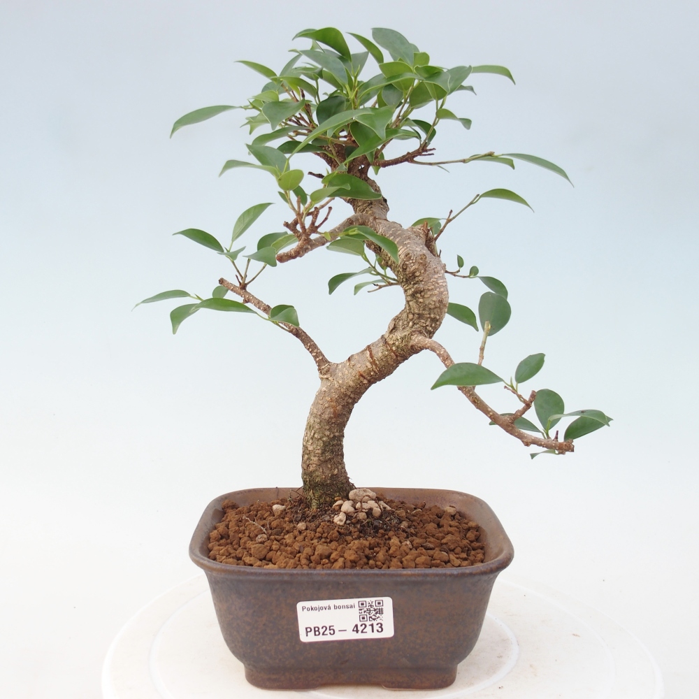 Zimmerbonsai - Ficus retusa - Kleinblättriger Ficus