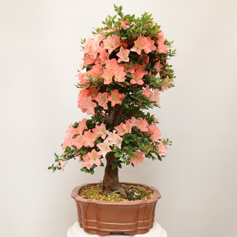 Bonsai für draußen - Japanische Azalee - Azalea Sansai