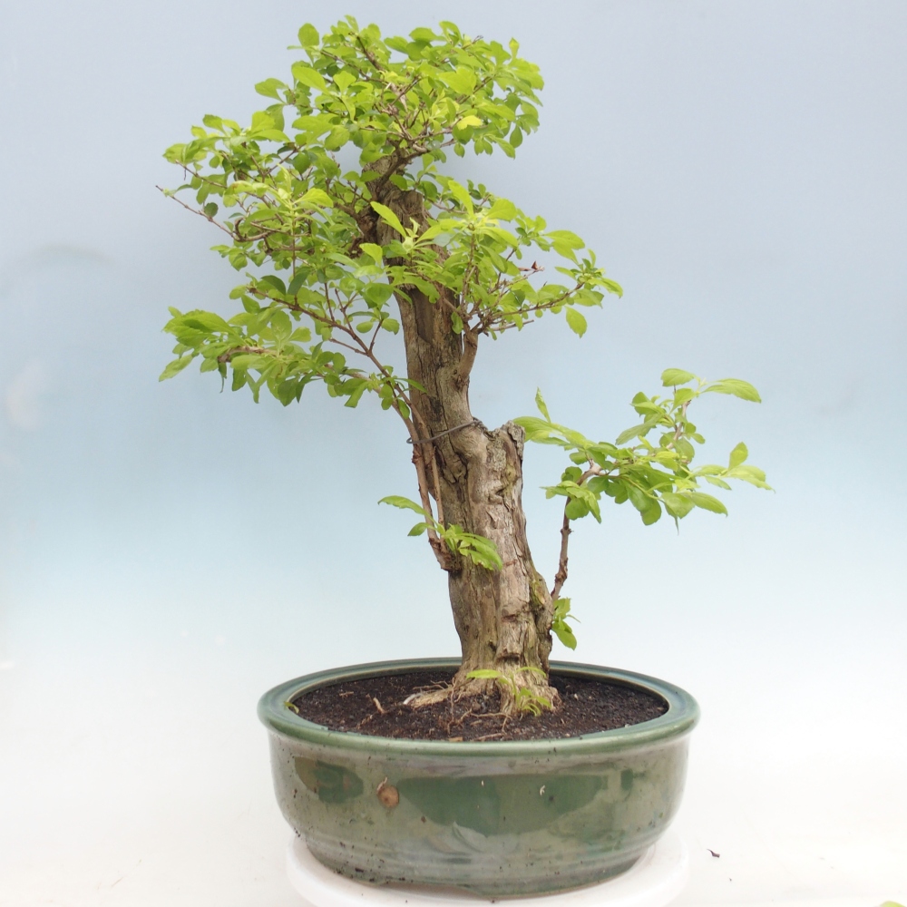 Zimmerbonsai - Duranta erecta Aurea - NUR PERSÖNLICHE ABHOLUNG oder Palettentransport
