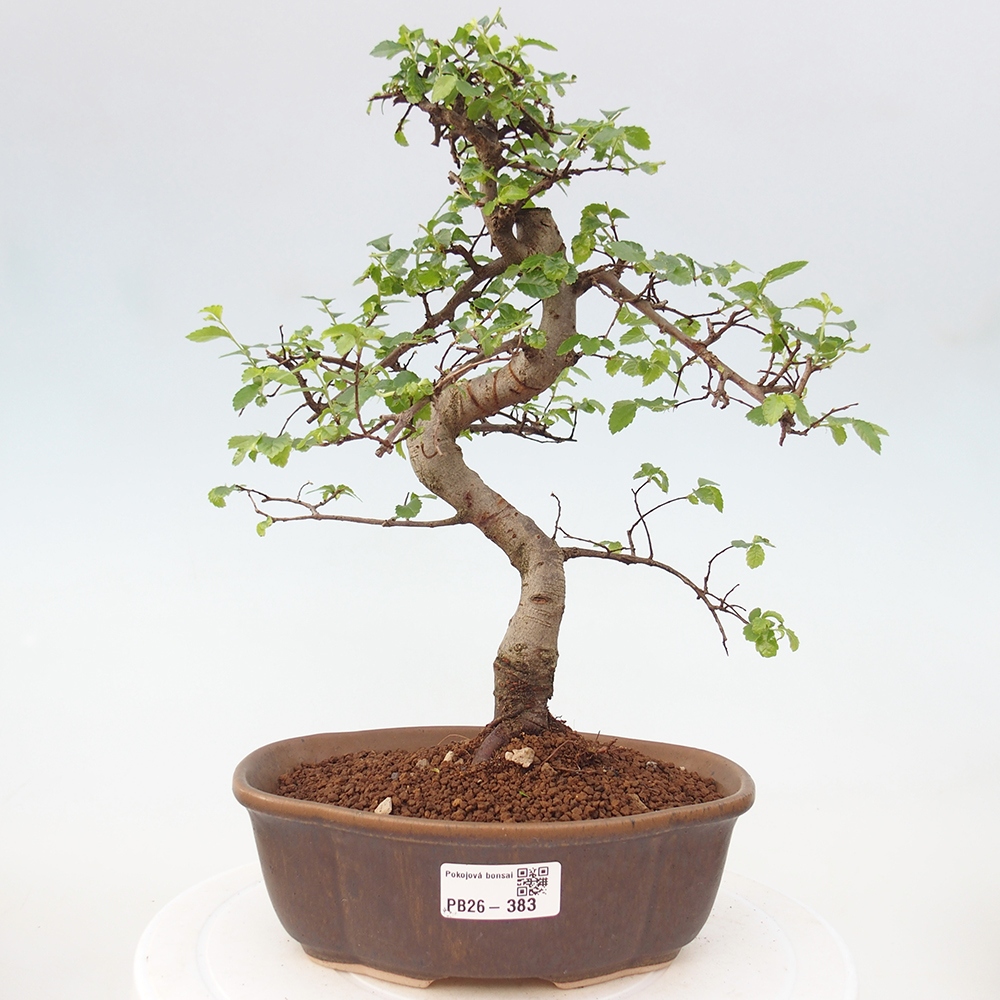 Zimmerbonsai - Ulmus parvifolia - Kleinblättrige Ulme