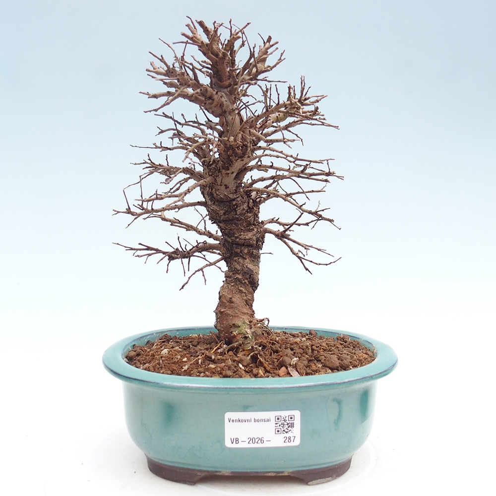 Bonsai für draußen - Zelkova - Zelkova NIRE