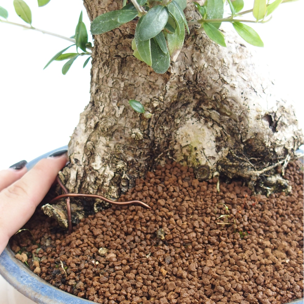 Indoor-Bonsai - Olea europaea sylvestris - Europäisches kleinblättriges Olivenöl