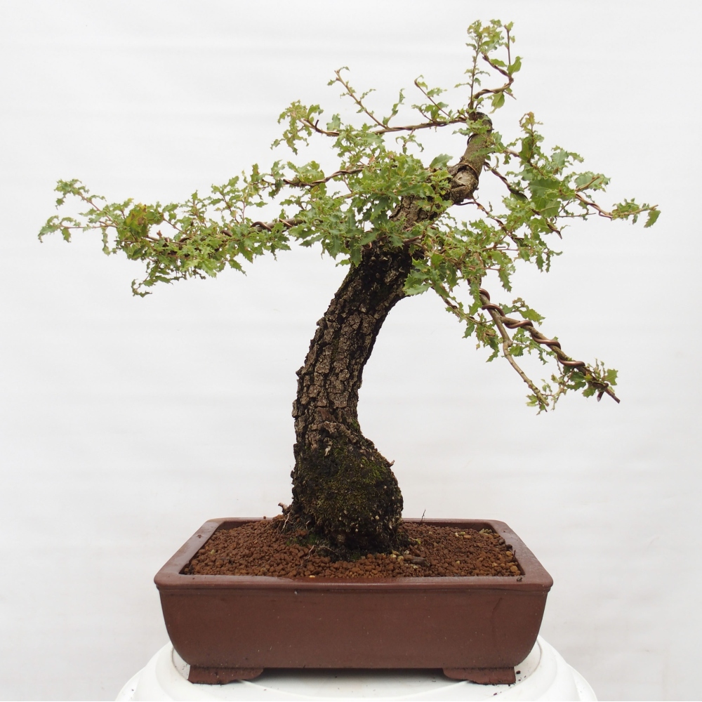 Yamadori - Quercus Ilex - Steineiche