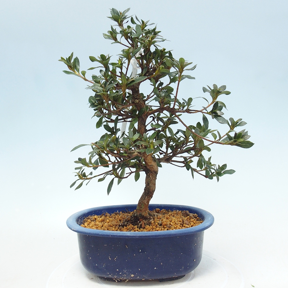 Bonsai für draußen - Japanische Azalee - Azalea Shinsei