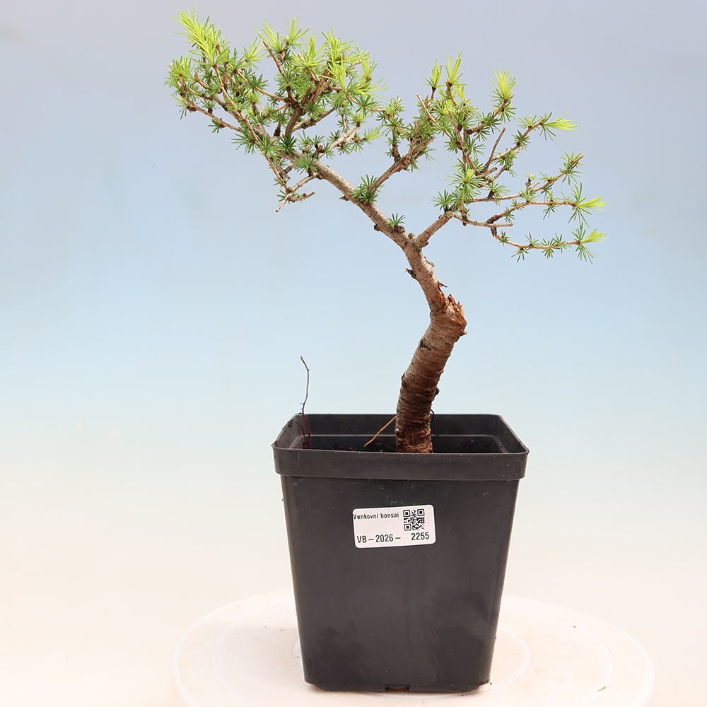Bonsai für draußen -Larix decidua - Lärche