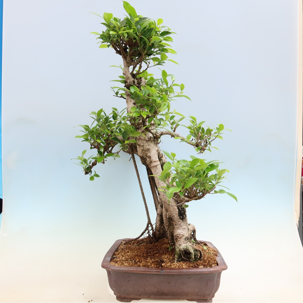 Zimmerbonsai - Ficus kimmen - Kleinblättriger Ficus