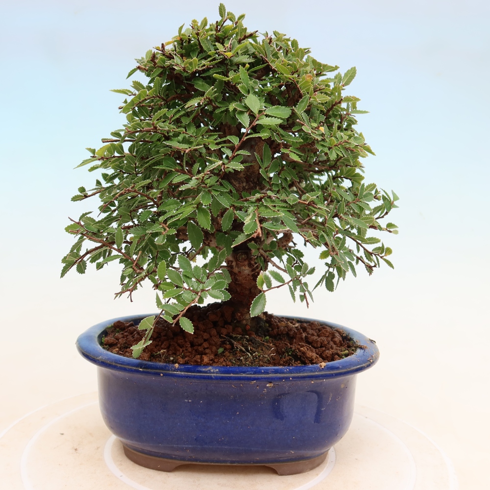 Bonsai für draußen - Zelkova - Zelkova NIRE