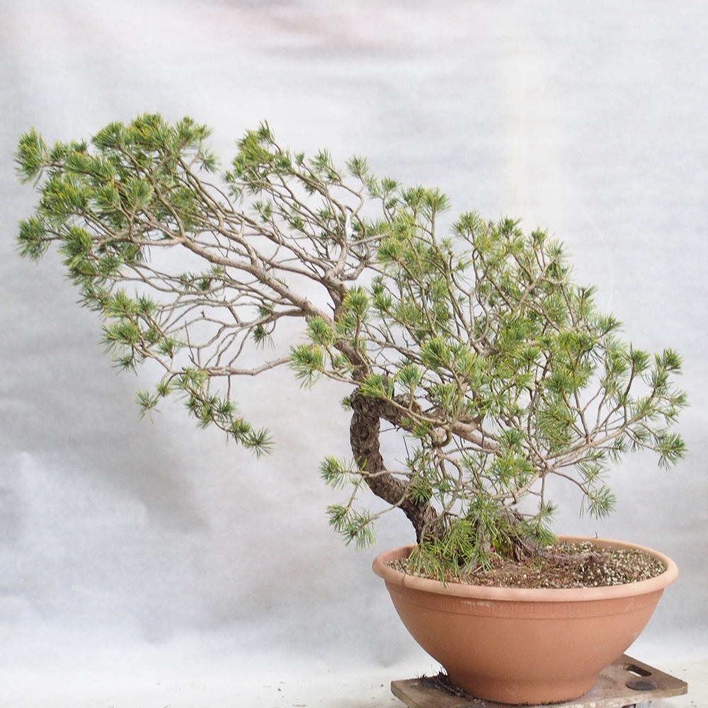 Yamadori - Pinus sylvestris 