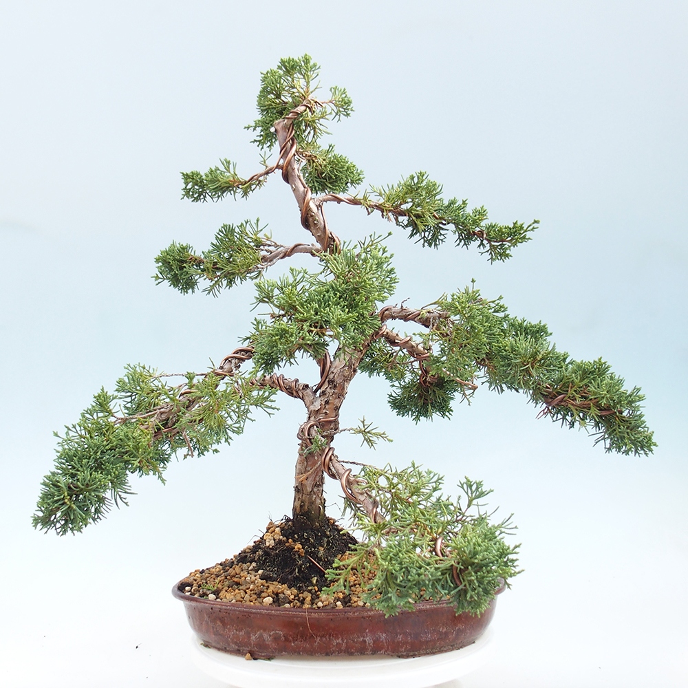 Outdoor-Bonsai - Juniperus chinensis Kishu - Chinesischer Wacholder