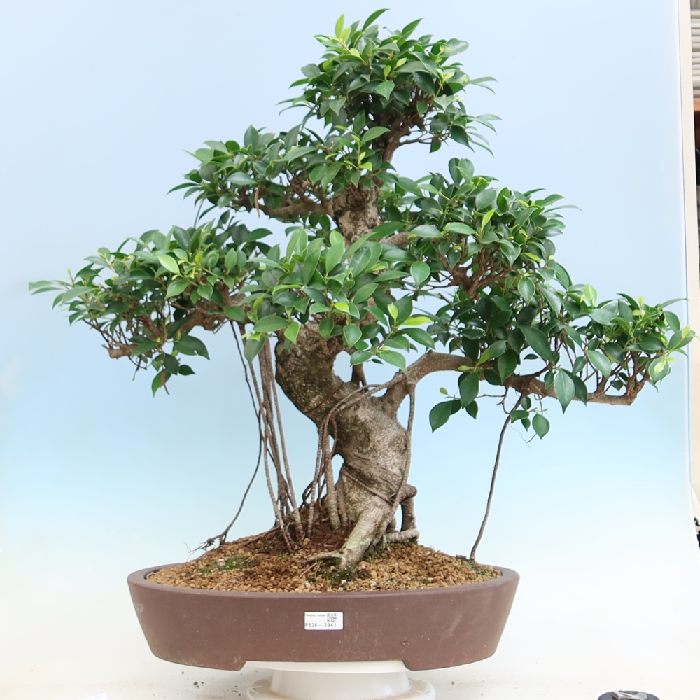 Zimmerbonsai - Ficus kimmen - Kleinblättriger Ficus