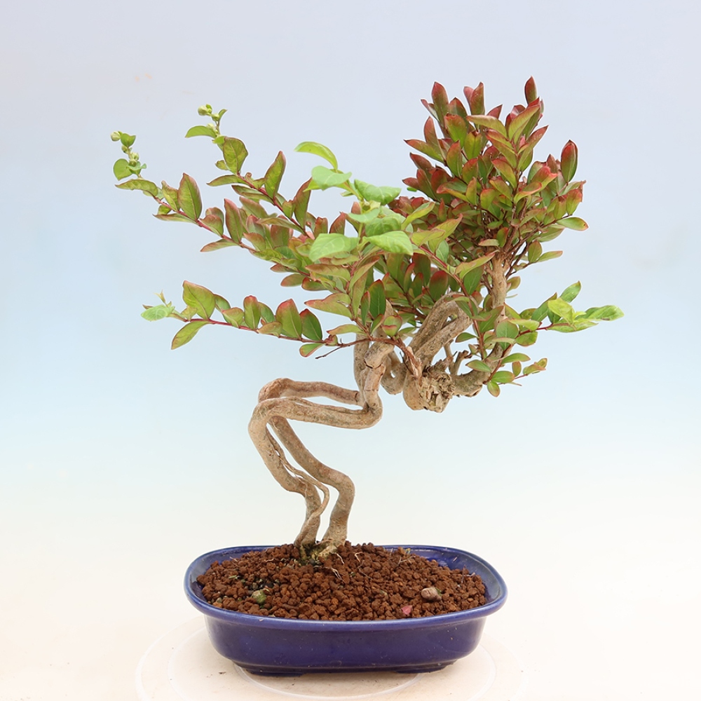 Zimmerbonsai – Lagerstroemia indica – Indischer Flieder