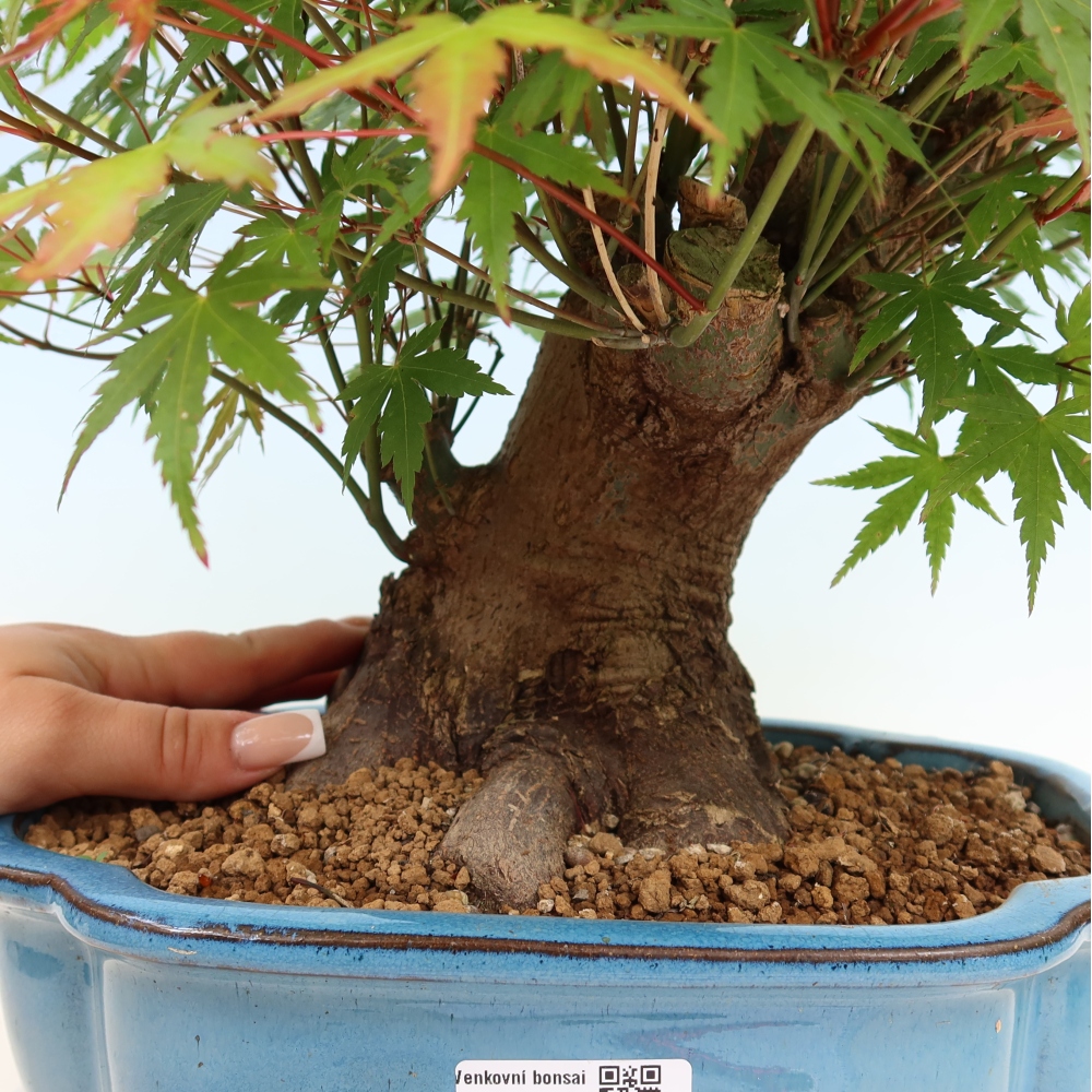 Bonsai für draußen - Ahorn Burger - Acer Burgerianum