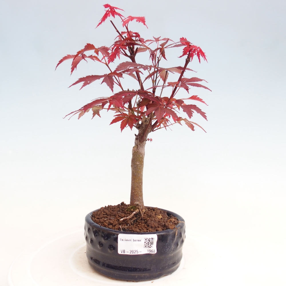 Bonsai im Freien - Acer-Palme. Atropurpureum-Palmenblatt-Ahorn