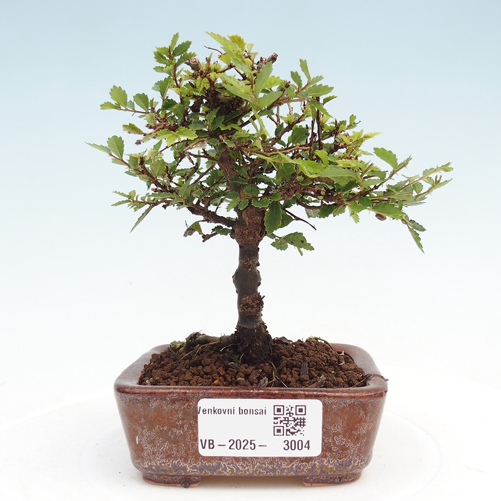 Bonsai im Freien - Ulmus parvifolia Sagei - Kleinblättrige Ulme