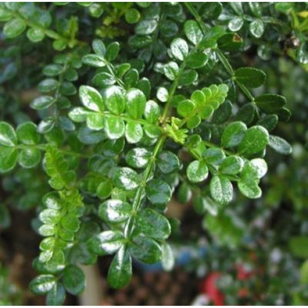 Kokedama mit Untersetzer – Zantoxylum piperitum – Pfefferbaum