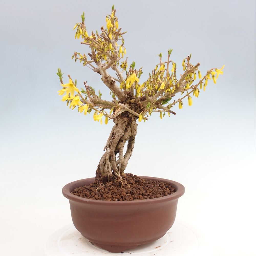 Bonsai für draußen - Zlatice - Forsythia koreana