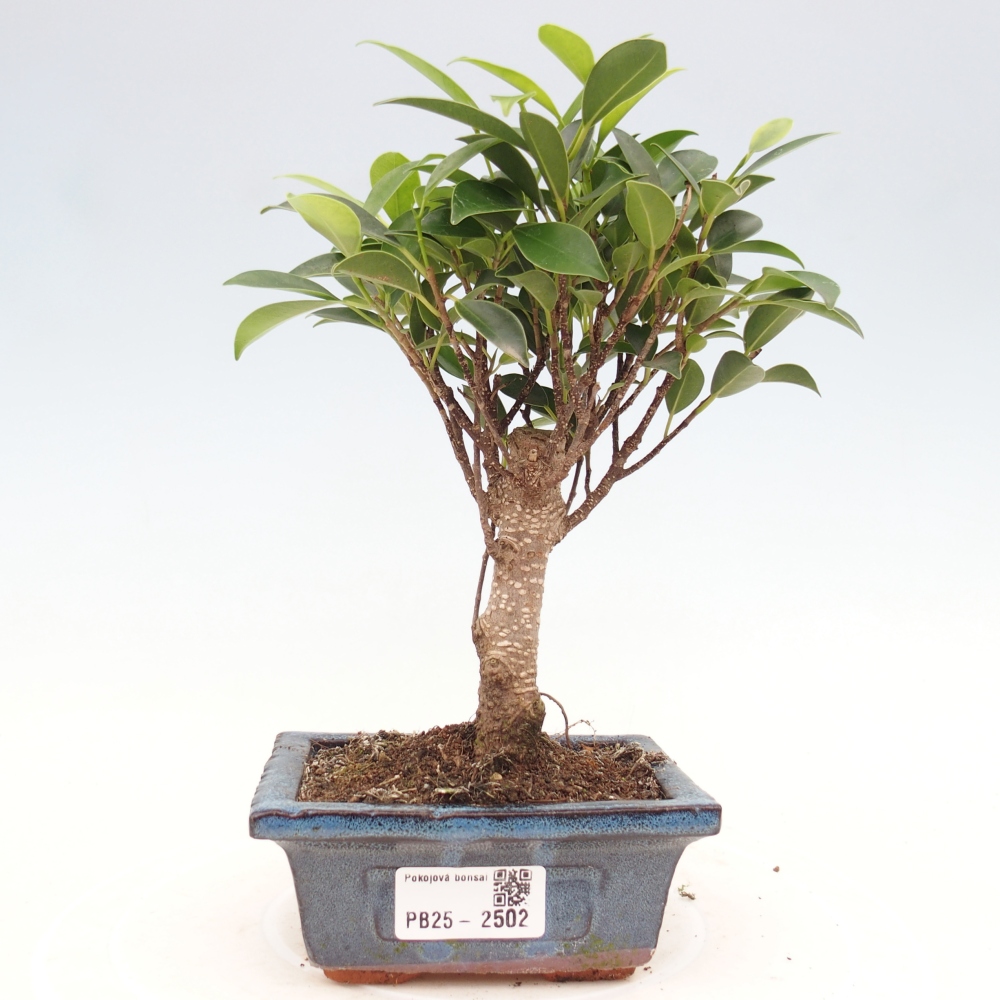 Zimmerbonsai - Kleinblättriger Ficus - Ficus kimmen